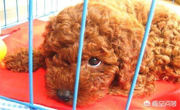 实拍泰迪狗狗罚站视频:如果泰迪犬犯错，会有什么表现？