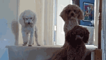 实拍泰迪狗狗罚站视频:如果泰迪犬犯错，会有什么表现？