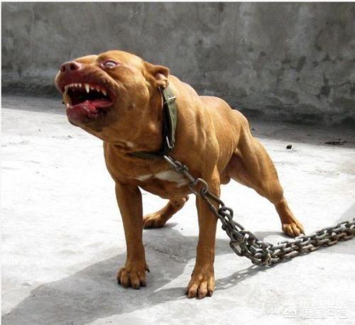 杜高vs比特比赛:杜高犬和比特犬单挑，谁厉害？