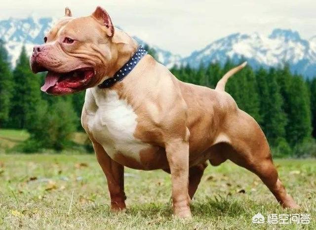 杜高vs比特比赛:杜高犬和比特犬单挑，谁厉害？