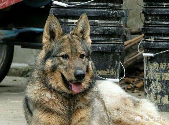德国笃宾犬帅气:德国杜宾犬长大后凶不凶 那些品种的狗狗，最受警界欢迎？