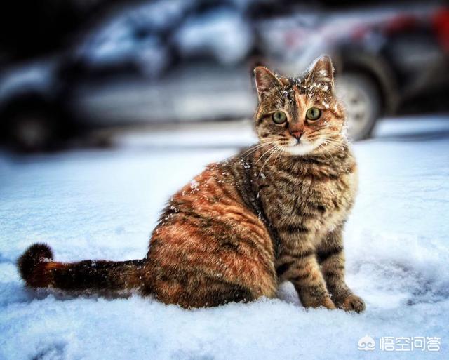 狸花猫的野性有多大？插图33