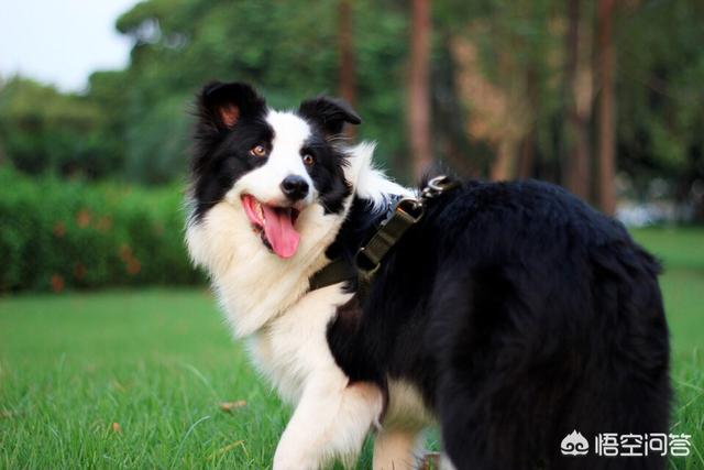 边境牧羊犬论坛:饲养边境牧羊犬，有什么比较难的地方？ 边境牧羊犬论坛