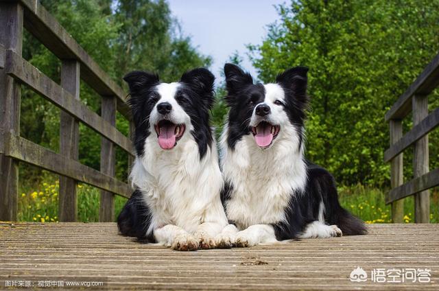 边境牧羊犬论坛:饲养边境牧羊犬，有什么比较难的地方？ 边境牧羊犬论坛