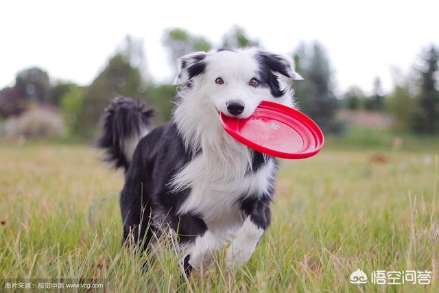 边境牧羊犬论坛:饲养边境牧羊犬，有什么比较难的地方？ 边境牧羊犬论坛