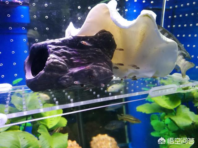 水族箱过滤器批发:如何给鱼缸配过滤？其中哪些细节是应该注意的？