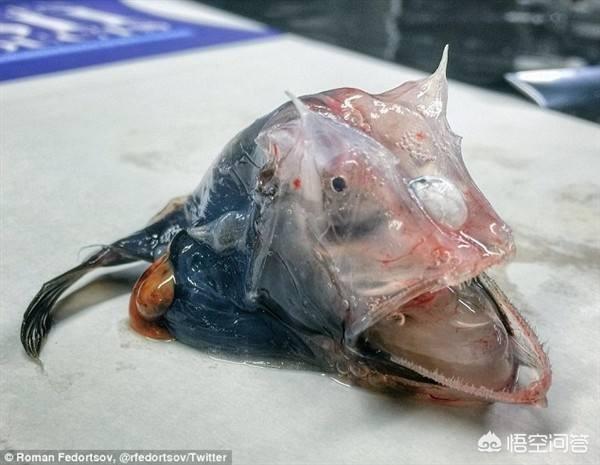 深海鱼类为什么会是透明的呢？是如何进化出来的？