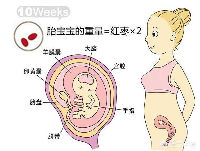 孕晚期是胎儿猛涨期吗？具体是哪几个周？插图31