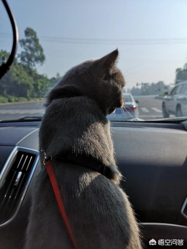 玩具存钱箱愤怒的猫咪:自从养了猫，你的生活发生了什么改变？