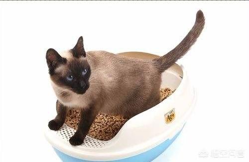 日本飞鼠多长时间上一次厕所:猫咪多久排便一次算正常？
