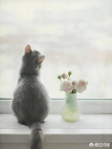 为什么猫老望着窗外发呆，猫咪一直盯着窗外看，是想出去玩么