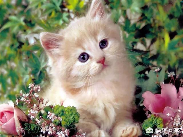 大学校园出现一只监考猫:你是哪所大学的？你的大学考试作弊被抓怎么处理？