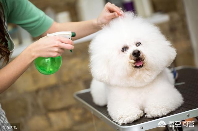 成年比熊犬好养吗:等比熊犬老了，怎样养才能活就一点？