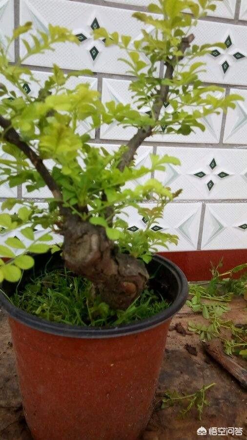 头条问答 - 野生刺梨做盆景好吗?(8个回答)