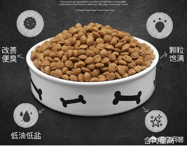 如何训练柯基幼犬:柯基犬几个月才能过尴尬期，日常饲养需要注意这2点？