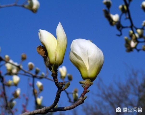 木兰花图片:土栽广玉兰要几年开花？有什么注意的吗？