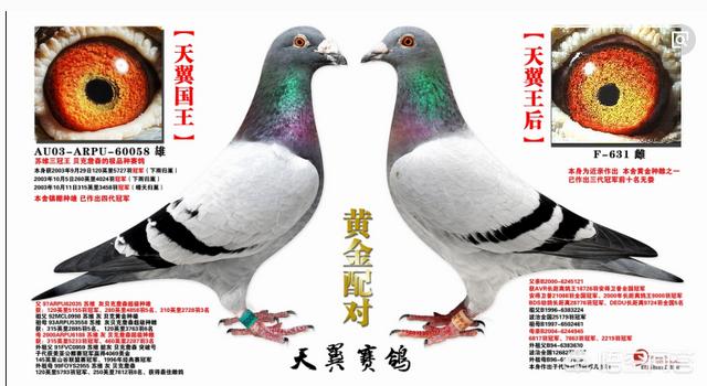 最快速的信鸽眼砂图片:鸽子深色黄眼怎么区别好与坏？