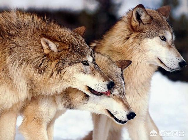 非洲斑鬣狗vs藏獒:如果北美公灰狼能和非洲母斑鬣狗单挑，谁更狠？