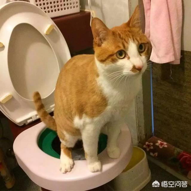 两只猫的二重奏视频:一个移动光猫能连几个路由器？