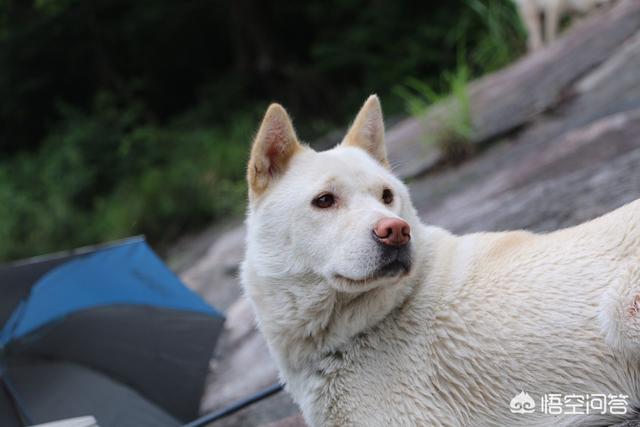卡通警犬图片:《一拳超人》动漫中，S级英雄警犬侠有多强？