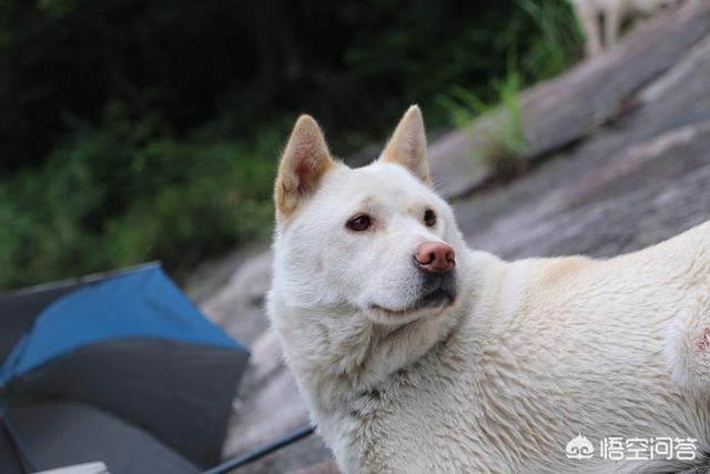 小昆明军犬图片:德国牧羊犬和昆明犬之间，存在着什么样的关系？为什么？