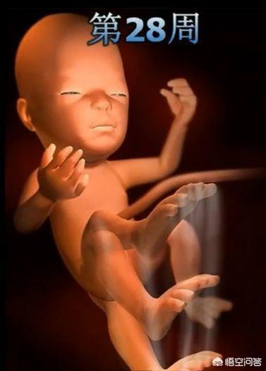 头条问答 - 怀孕28周宝宝一直在一个位置动,正常吗?(7个回答)