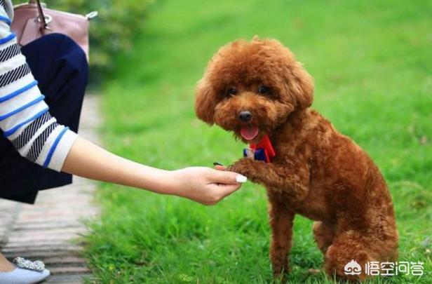 泰迪犬怎么养:面对老年的泰迪犬，我们该怎么饲养可以延长寿命？