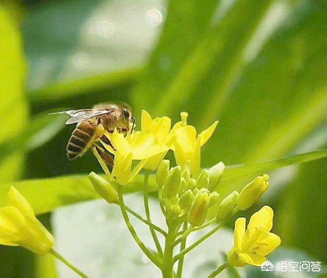 头条问答 蜜蜂会选择哪些花采蜜 10个回答
