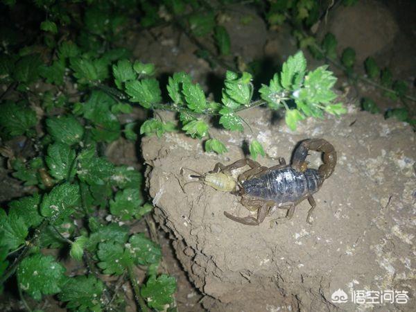 蝎子养殖:人工养殖蝎子有前景吗？蝎子养殖前景如何？