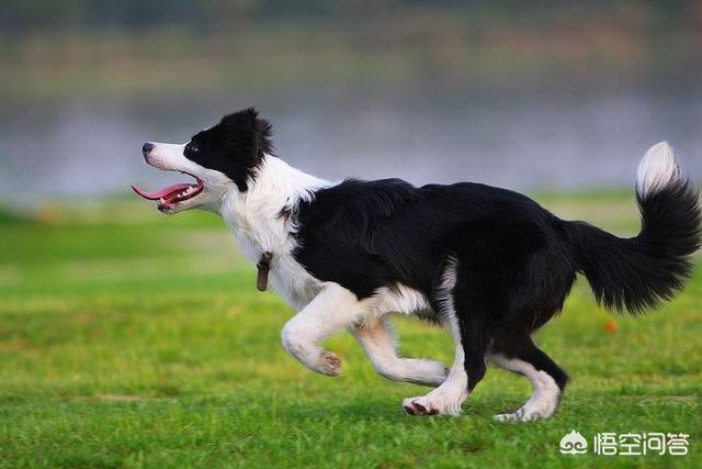 边境牧羊犬性格分析:边牧的智商可以高到什么程度？