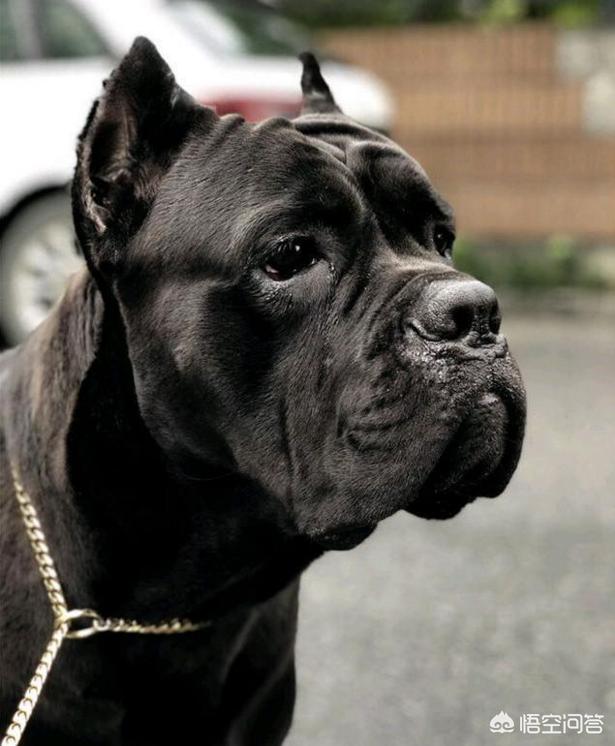 头条问答 - 罗威纳vs卡斯罗,谁更优秀?(4个回答)