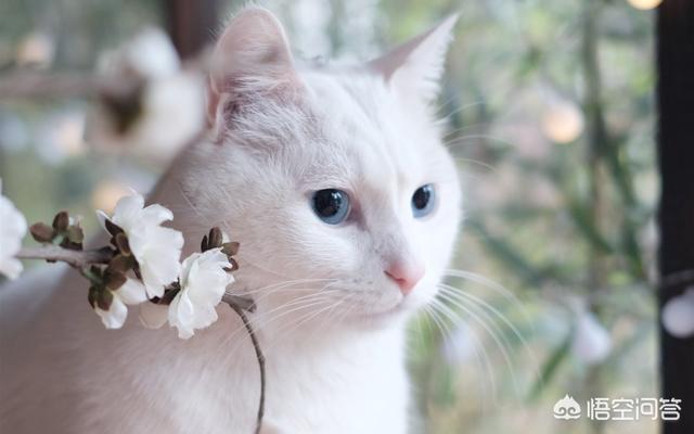 柳州土耳其安哥拉猫:都说忠犬奸猫，猫咪到底忠不忠心？ 土耳其安哥拉猫和狮子猫图片对比