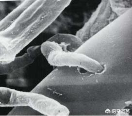 枯草芽孢杆菌能和阿维菌混用吗