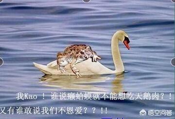 头条问答 - 俗语"癞蛤蟆想吃天鹅肉",天鹅肉究竟谁能"吃"呢?你怎么看?