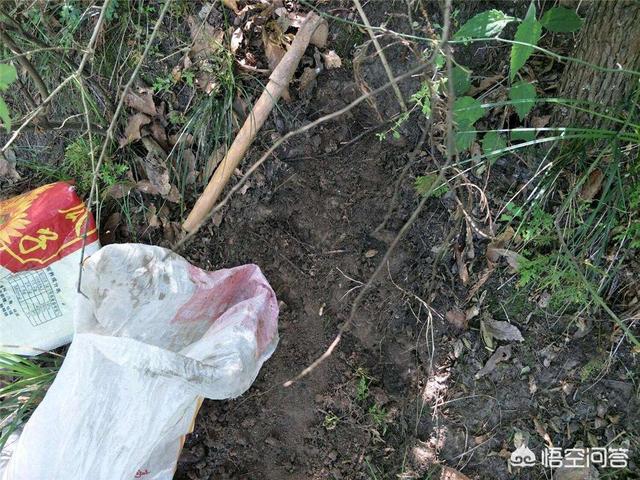 花土里加火山石:两个问题，自制花土用什么材料，花盆土板结什么原因？