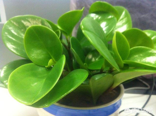 水培青叶碧玉方法:植物绿碧玉是否可以水培？