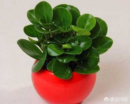 水培青叶碧玉方法:植物绿碧玉是否可以水培？