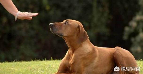 怎么训练狗把你当主人:怎么样训练狗狗会对你服服帖帖？