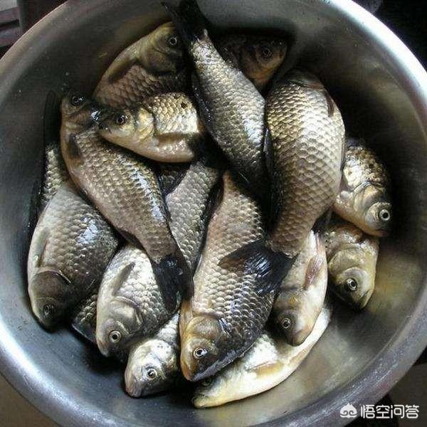 黄金鲫鱼高产养殖视频:高产鲫鱼的养殖视频 五花鲫鱼过冬要不要加温？