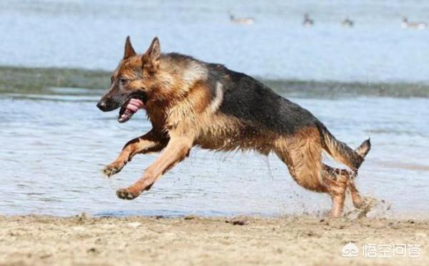 极品纯种德国牧羊犬:短毛德牧和长毛德牧，你更喜欢哪个？