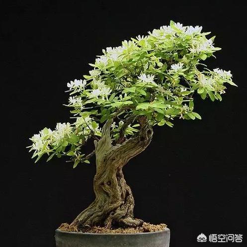 黄刺玫的养护方式:蔷薇的养护方法，蔷薇怎么养？
