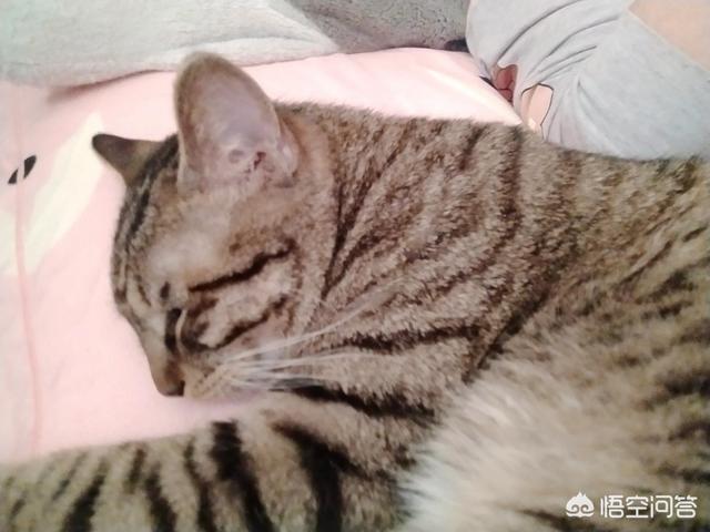 异国短毛猫 广西论坛:那些远嫁的全职妈妈们，你们过的好吗？