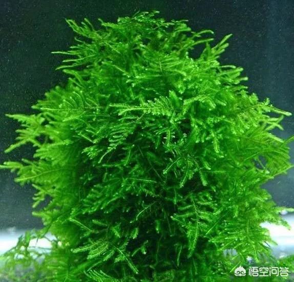 水草造景:孔雀鱼适合什么样的造景，石景、水草还是空气水缸？
