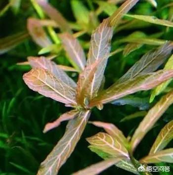 水草造景:孔雀鱼适合什么样的造景，石景、水草还是空气水缸？