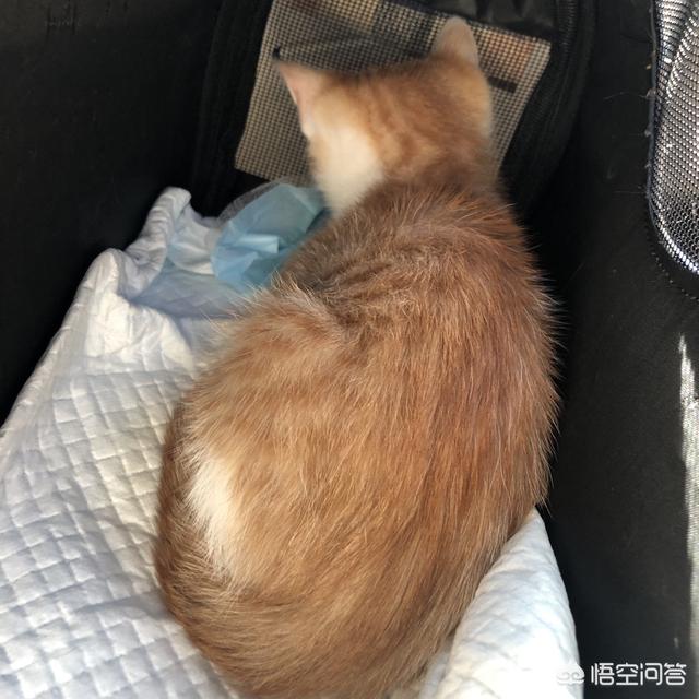 搓手猫被领养了吗:成年的猫咪如果知道自己被领养了，它会记恨原主人吗？