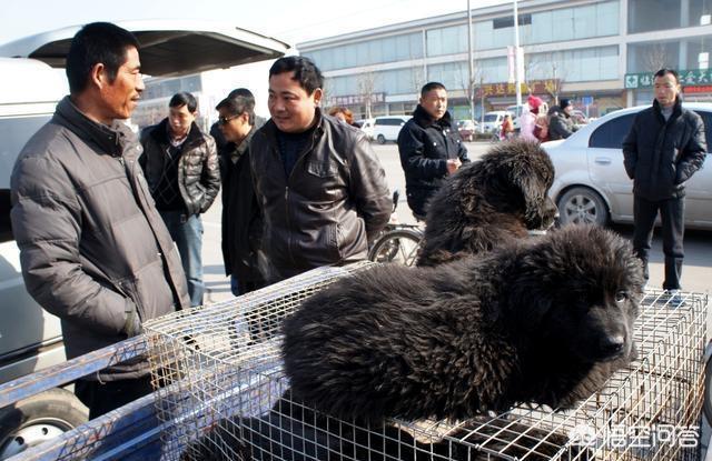 保定狗市的狗健康吗:泰迪犬有什么特征是表示它非常健康的呢？