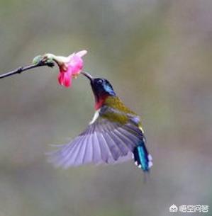 世界上最小的鸟体长约多少:世界上最小的鸟是什么鸟？