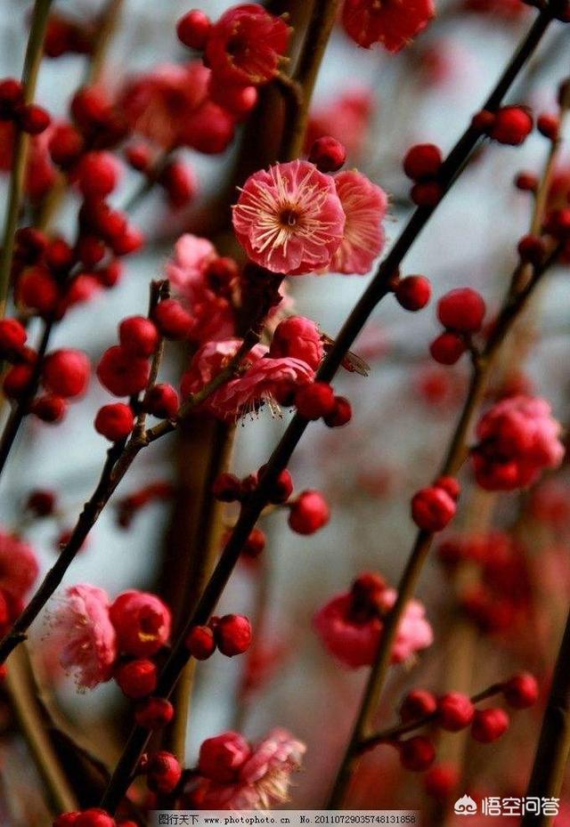白蝴蝶合果芋是绿萝吗:比绿萝叶子大的花叫什么？