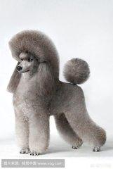 贵宾犬图片:贵宾犬口臭是溃疡吗,贵宾犬溃疡才会口臭吗？