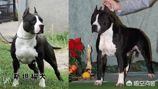 斯塔福犬:比特犬和斯坦福犬相比，谁的战斗力更强一些？为什么？